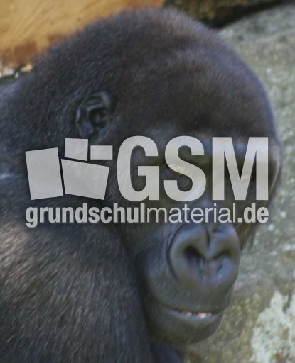 Gorilla-2.jpg